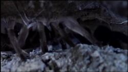 Tarantula World: A tarantulas hunting and eating habits Instructional Video