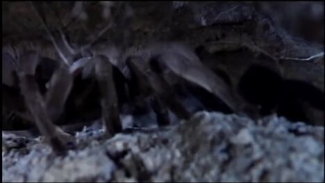 Tarantula World: A tarantulas hunting and eating habits
