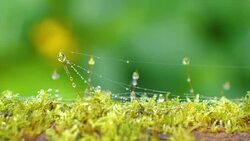 Slow motion of waterdrop on green moss Stock Footage