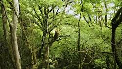 Mystical river flowing in ancient green untouched forest with huge trees, nature Stock Footage