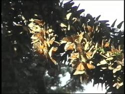 Biotic Ecosystem Components Instructional Video