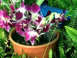 How to Care for Orchids Instructional Video