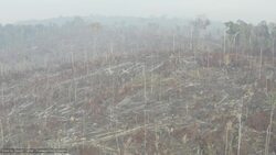 Amazon Inferno: Drone Footage Exposes Widespread Devastation Stock Footage