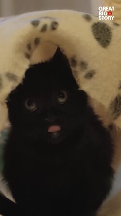 The Cat House on the Kings, a feline sanctuary tale Instructional Video