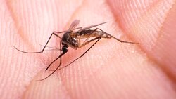 Insect Analysis In A Lab Close Up Stock Footage