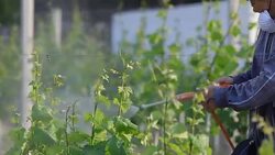 Man with hat or vintner spraying pesticides on vineyard Stock Footage