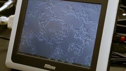 Rhino Diets Are Very Important And Here’s Why! Instructional Video