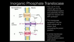 Inorganic Phosphate Translocase Instructional Video