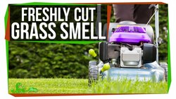 What Makes Fresh Cut Grass Smell? Instructional Video