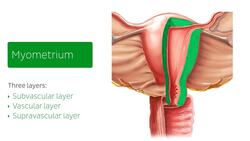 Uterus and ovaries Instructional Video