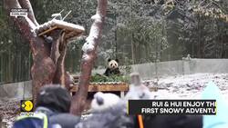 South Korea: First Winter Snowfall For Giant Panda Twins | WION Climate Tracker | World News News Clip