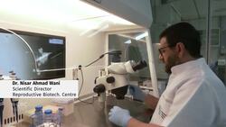 This Dubai lab clones prized camels News Clip