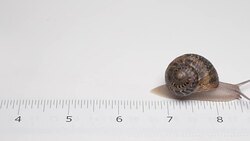 snail crawling along the measurement ruler scale Stock Footage
