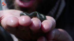 Bizarre Air Breathing Fish! Instructional Video