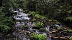 Biomes, Ecosytems, and Habitats Instructional Video