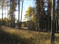 Exploring Plant Reproduction: Asexual Reproduction in Plants Instructional Video