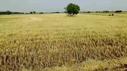 Empty field after wheat crop harvesting during summer season. Stock Footage