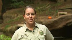 This Mama Tiger Can’t Control Her Two Bengal Tiger Cubs! Instructional Video