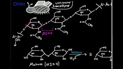 Polysaccharides: Chitin Instructional Video