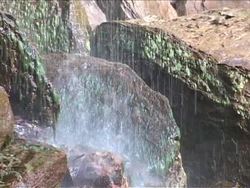 Investigating Simple Plants: Origin of Nonvascular Plants Instructional Video