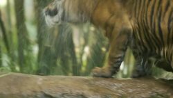 Learning How to Swim Can Be Tough for These Tiger Cubs Instructional Video