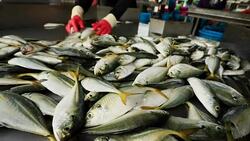 worker collecting fish size in fishery factory Stock Footage