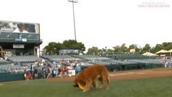 Derby & Rookie: The Trenton Thunder Baseball Batdogs Instructional Video