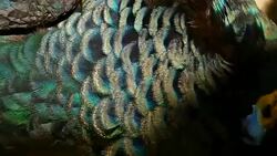 Elegant wild exotic bird with colorful artistic feathers. Close up of peacock textured plumage. Flying Indian green peafowl (Pavo cristatus) in real nature, vibrant pattern of luminous tail and wings. Stock Footage