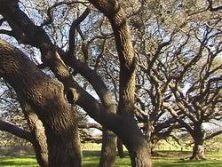 Trees: Video Review Instructional Video