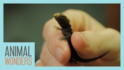 Baby Red Eyed Croc Skink!! Instructional Video