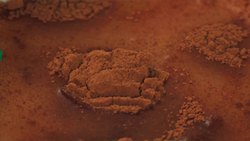 The Science of the Cinnamon Challenge Instructional Video