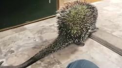 Is This the Cutest Animal Noise? Instructional Video