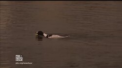 Can having a dog help you live longer? News Clip