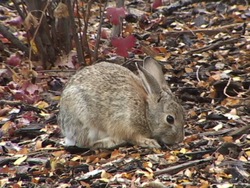 Animales complejos: mamíferos Instructional Video