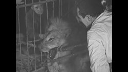 Dentist fits lion with gold teeth News Clip