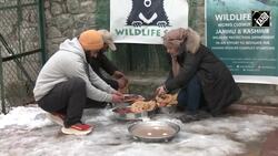 Himalayan black bears in Dachigam National Park get a special winter diet for Winter 2024 News Clip