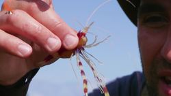 SPIKED by a Sea Urchin? Instructional Video
