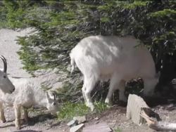 Investigating Heredity: Heredity and Science Instructional Video