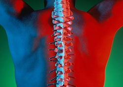 Factpack: The Spinal Cord Instructional Video