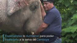 CLEAN : El único elefante de Pakistán fue liberado, obeso y matratado News Clip