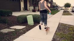 How to Know If You Should Use a Dog Training Collar Instructional Video