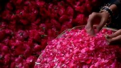 PAN RIGHT TO LEFT OF WOMEN'S HANDS PUTTING FLOWER PETALS INTO BASKET AND STRINGING FLOWER BLOSSOMS TOGETHER WITH NEEDLE AND THREAD. COULD BE DECORATIONS FOR WEDDING, CELEBRATION, PARTY OR FESTIVAL. Stock Footage