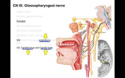 Cranial nerves IX, X, XI & XII Instructional Video