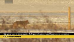 How Edmonton park rangers are dealing with aggressive coyotes News Clip