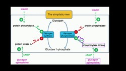 Regulation of Glycogen Metabolism Instructional Video