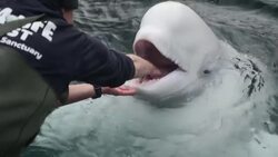 Beluga whales in holding pen before release News Clip