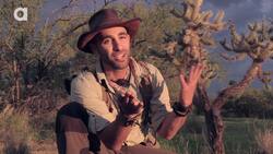 Regal Horned Lizard - How Coyote Got His Name! Instructional Video