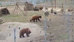 Bears moved from sanctuary in Kyiv to new home News Clip