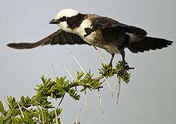How Plants Defend Themselves Instructional Video