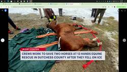 Dramatic ice rescue saves 2 horses in Dutchess County News Clip